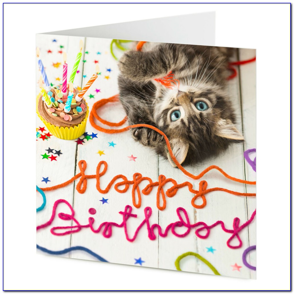 Funny Cat Birthday Cards Uk