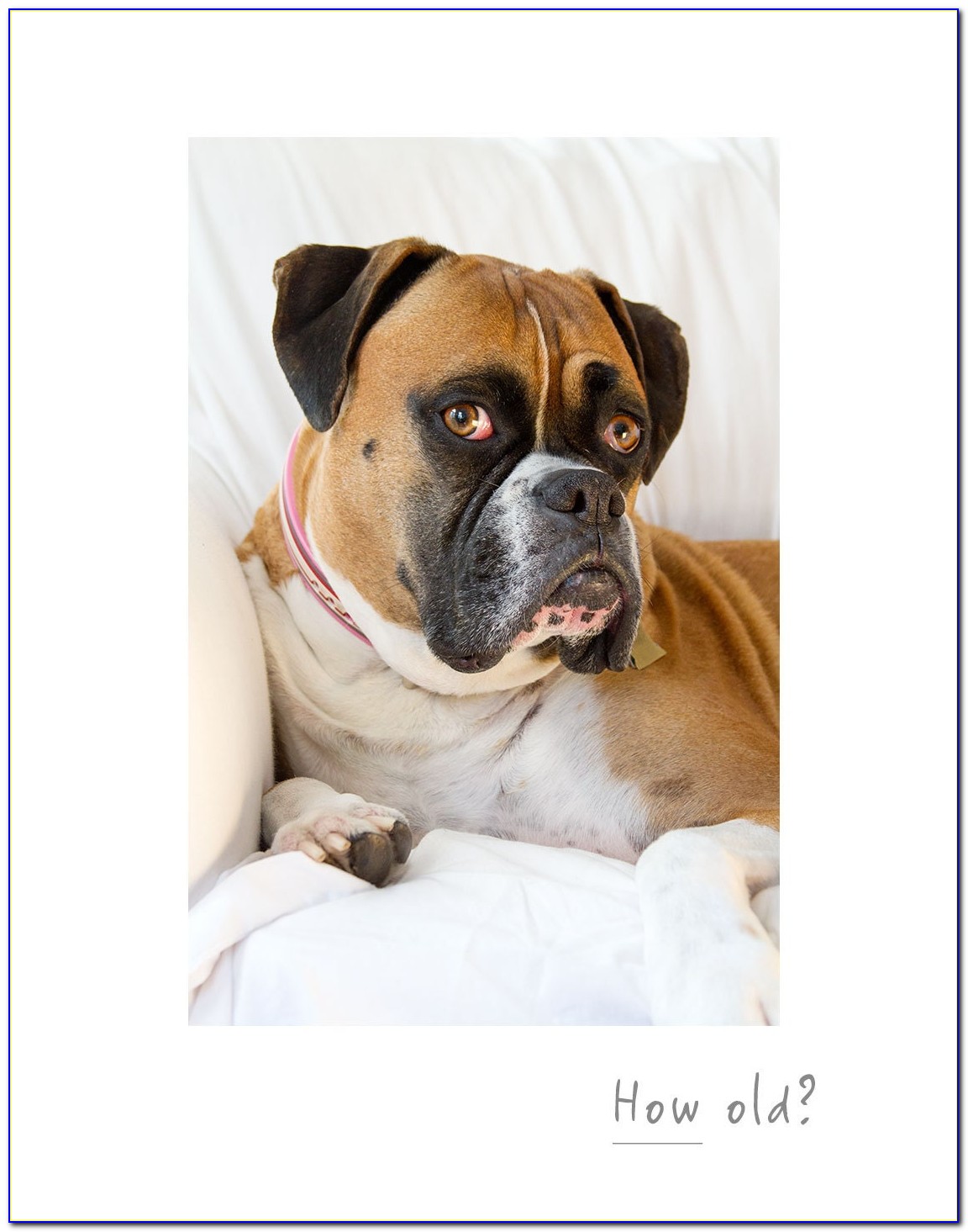 White Boxer Dog Birthday Card