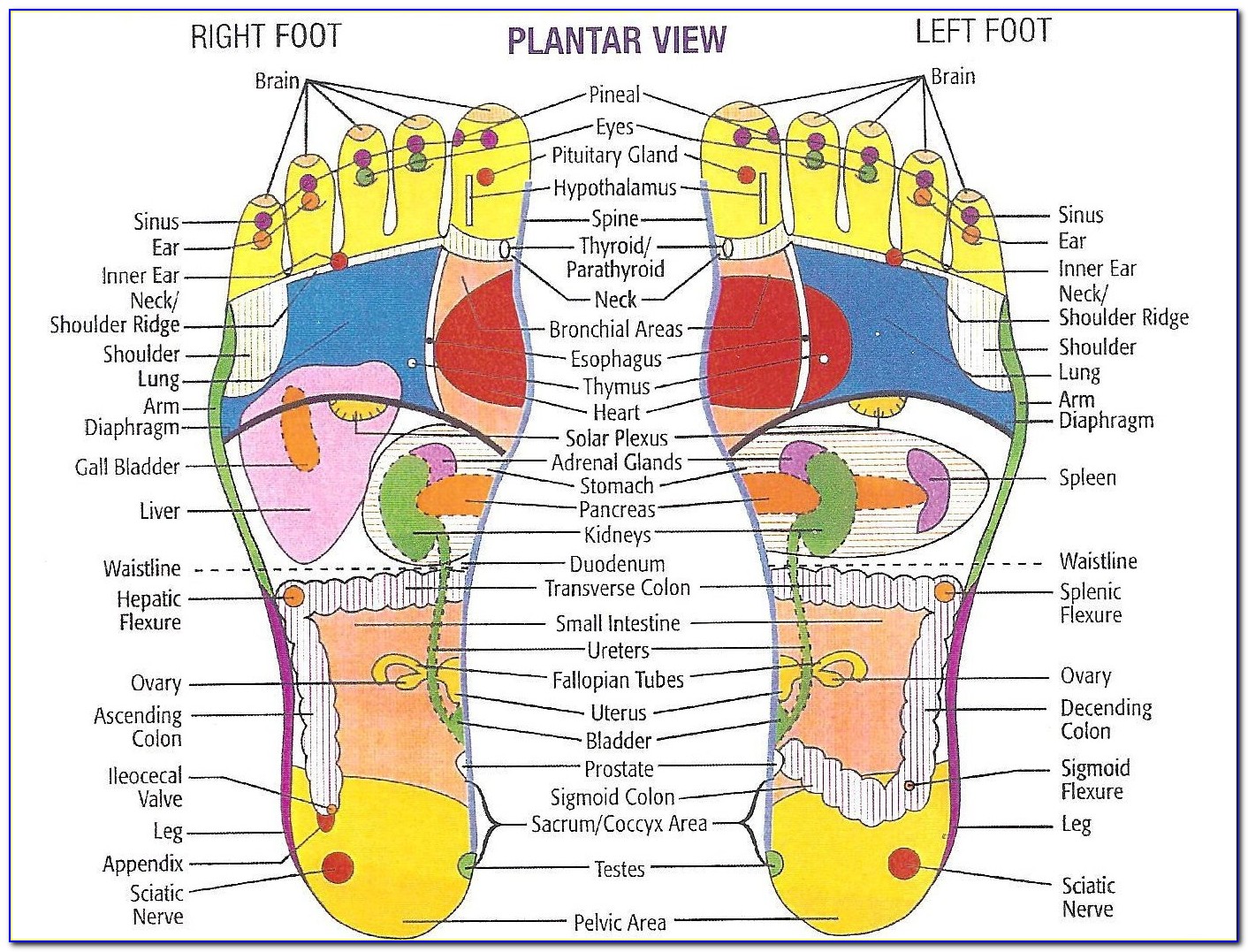 Bottom Of Foot Bones Diagram