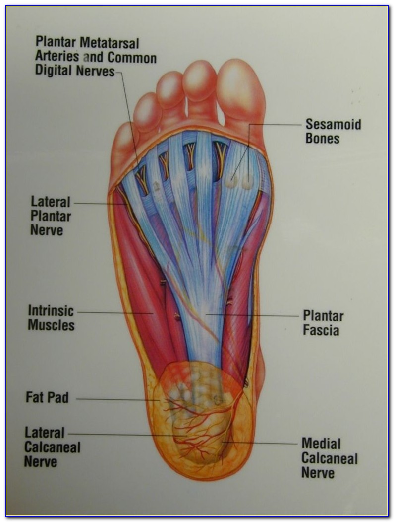 Bottom Of Foot Diagram