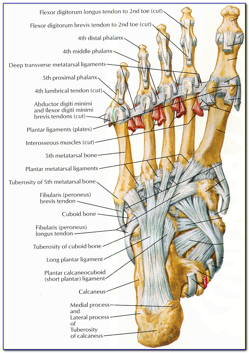 Bottom Of Foot Muscle Diagram