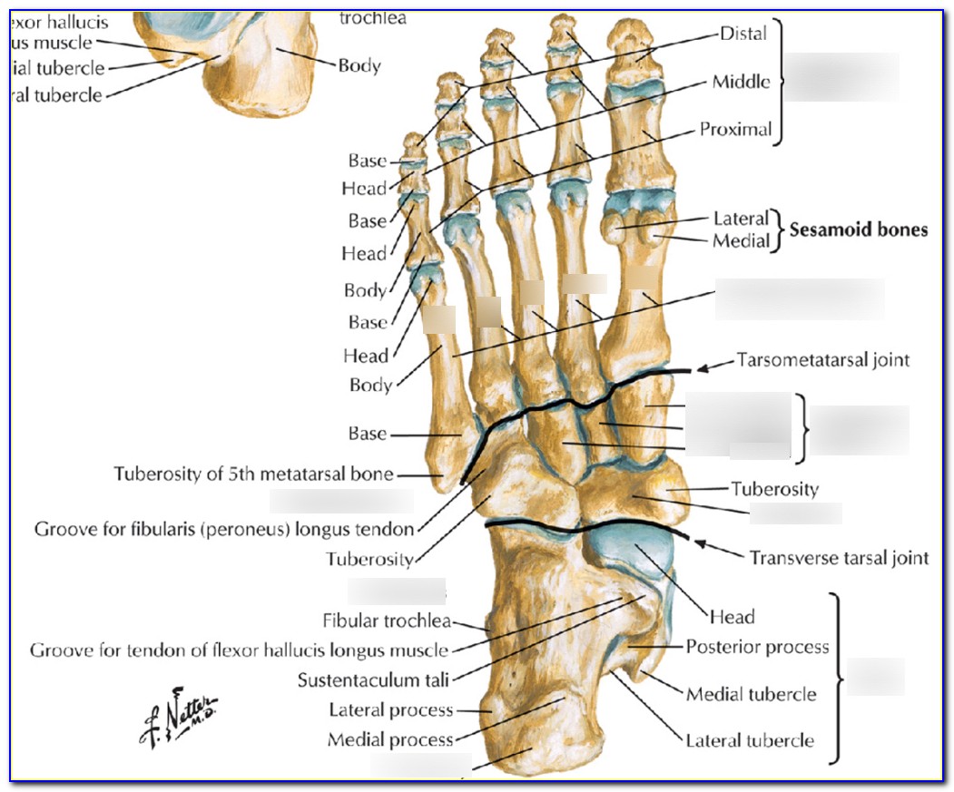 Bottom Of Left Foot Diagram
