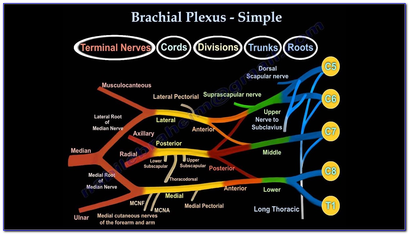 Brachial Plexus Diagram Anatomy