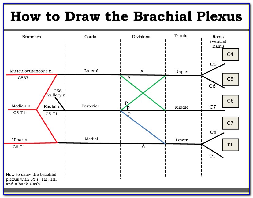 Brachial Plexus Line Diagram