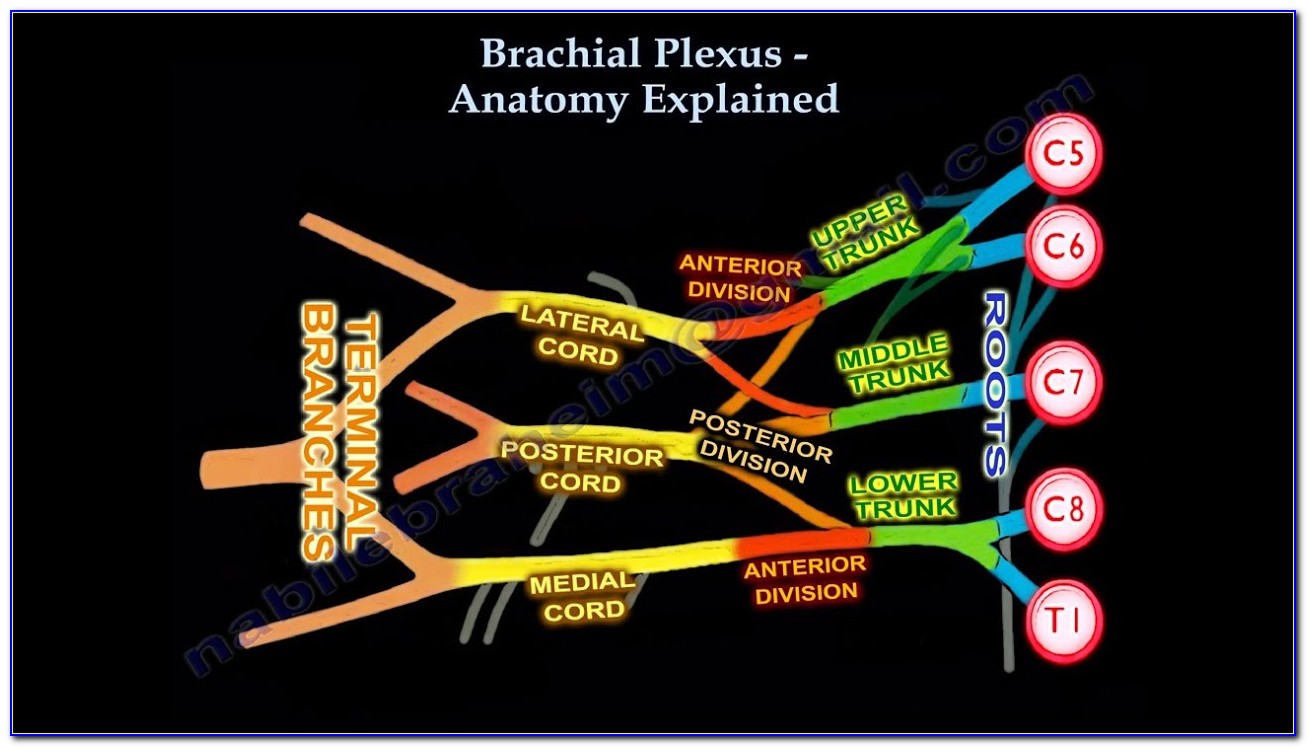 Brachial Plexus Schematic Diagram