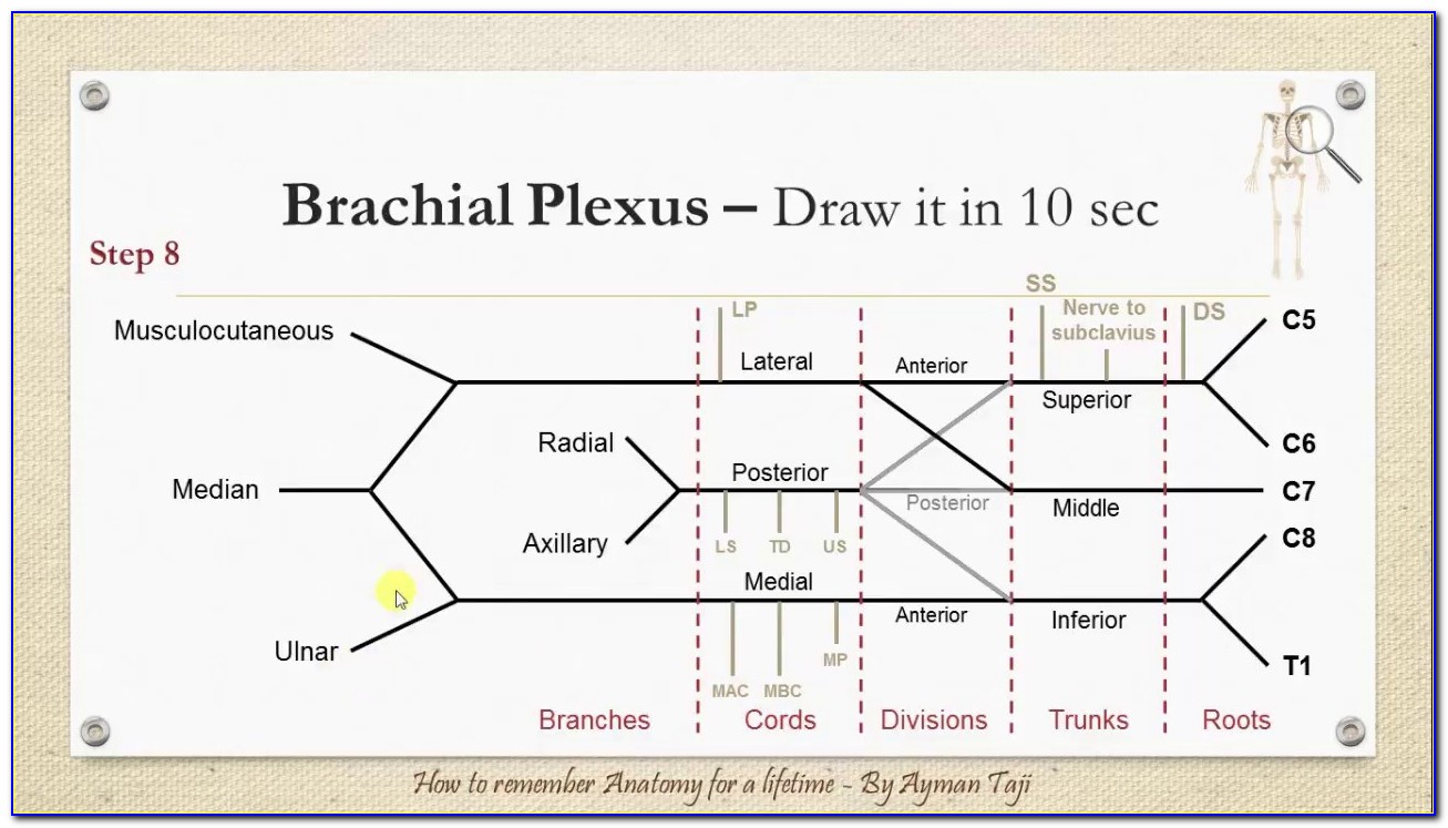 Brachial Plexus Simple Diagram