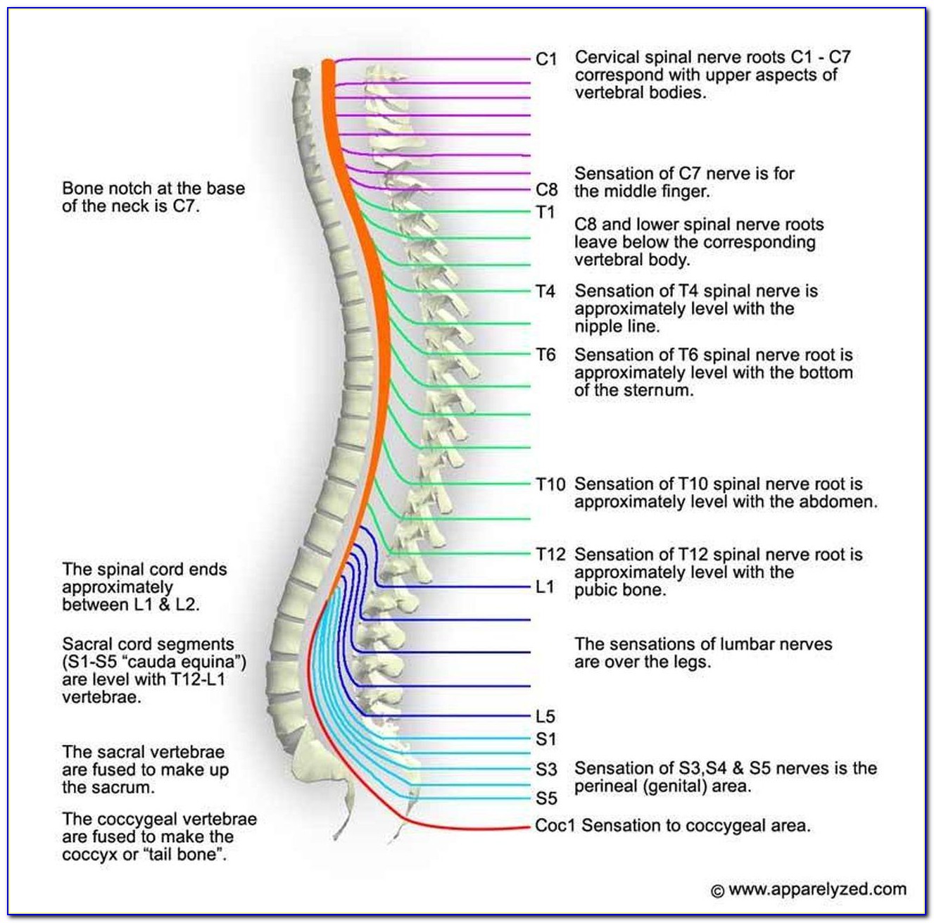 Cervical Spinal Cord Diagram