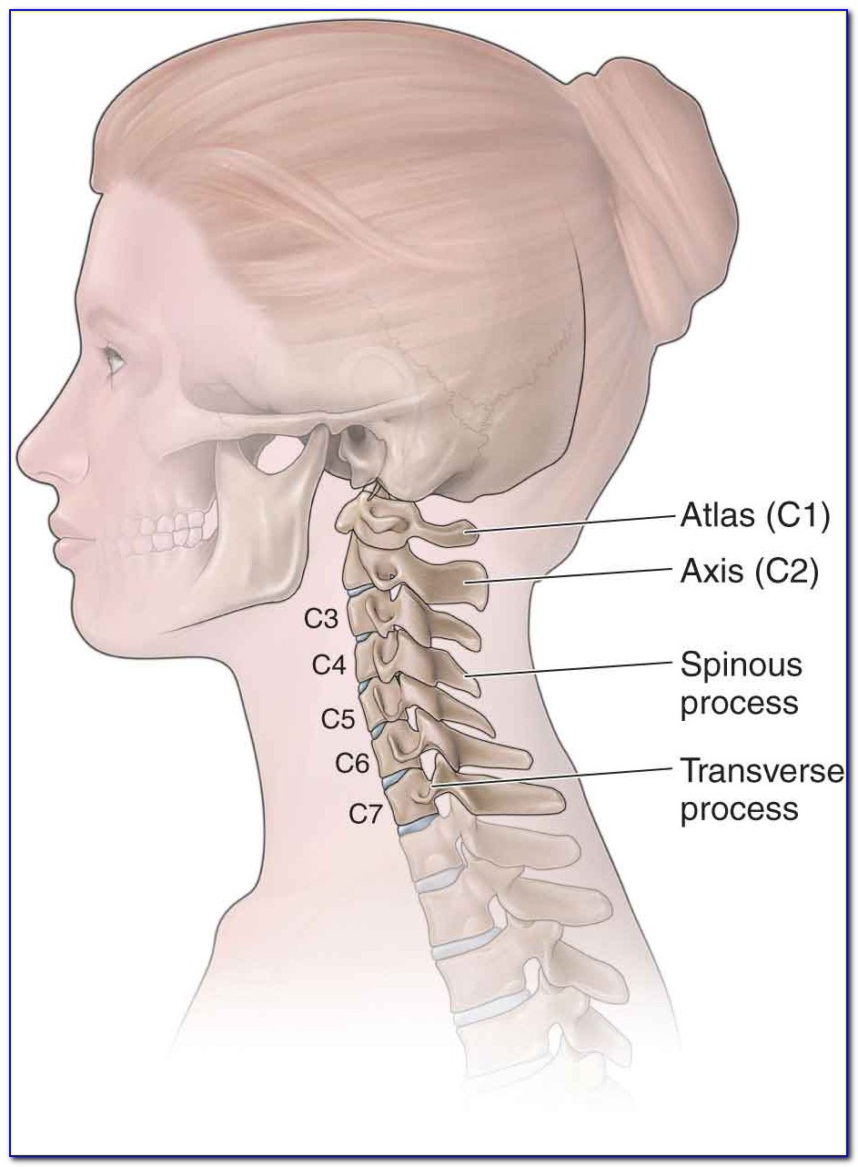 Cervical Spine Anatomy Diagram