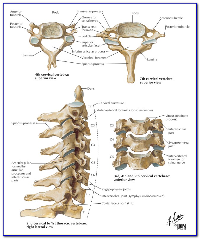 Cervical Spine Diagram Labeled
