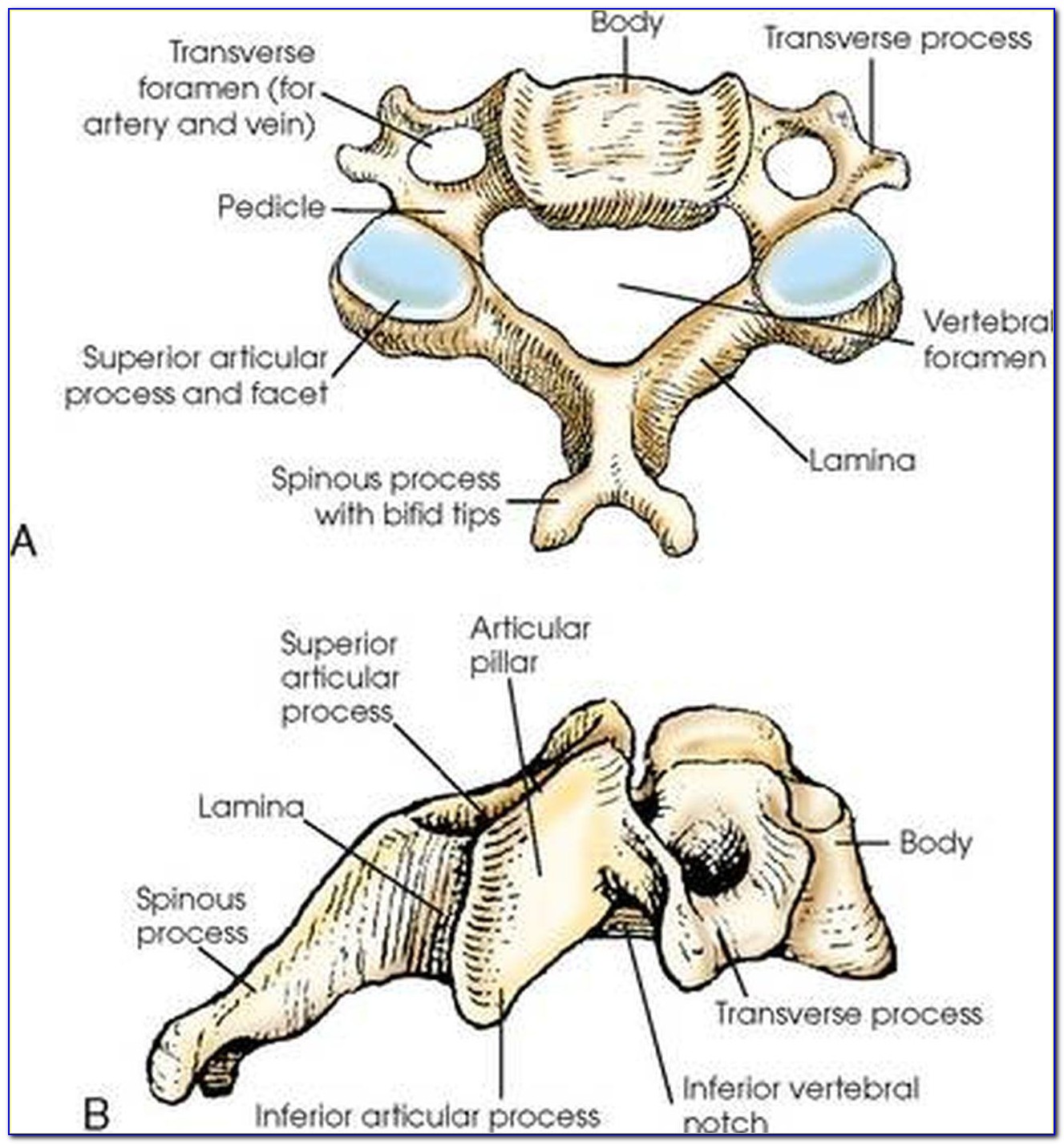 Cervical Spine Disc Diagram