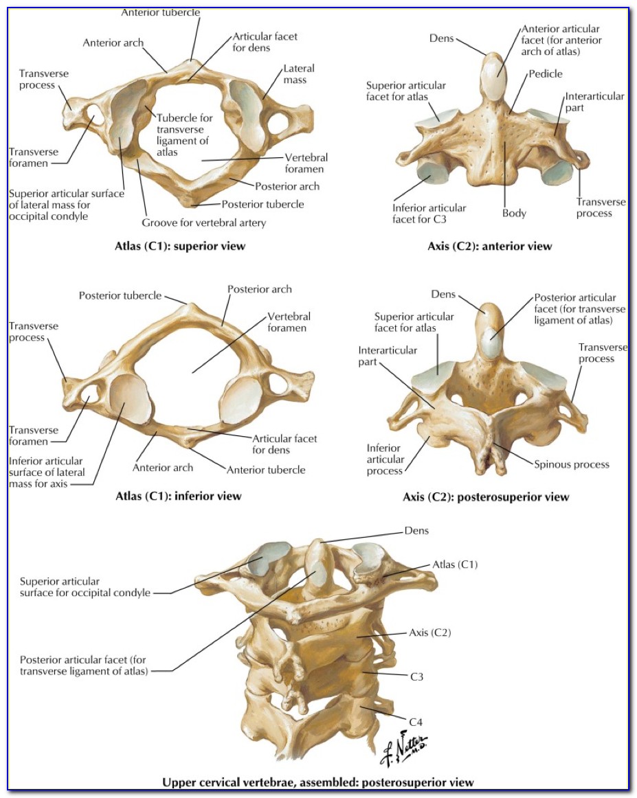 Cervical Spine Pain Diagram