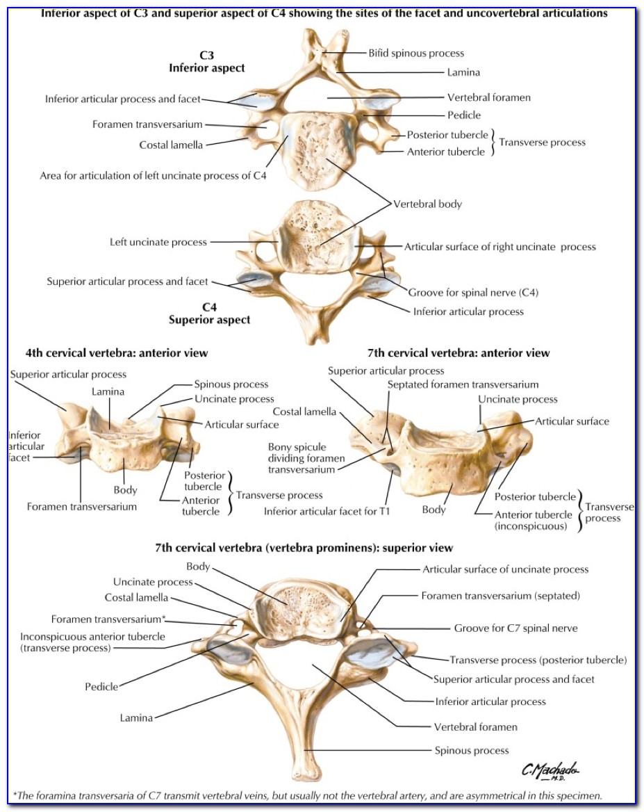 Cervical Thoracic Spine Diagram