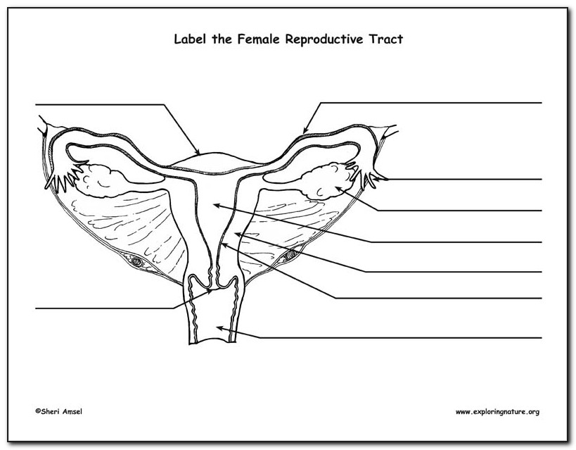 Female Canine Reproductive Anatomy Diagram