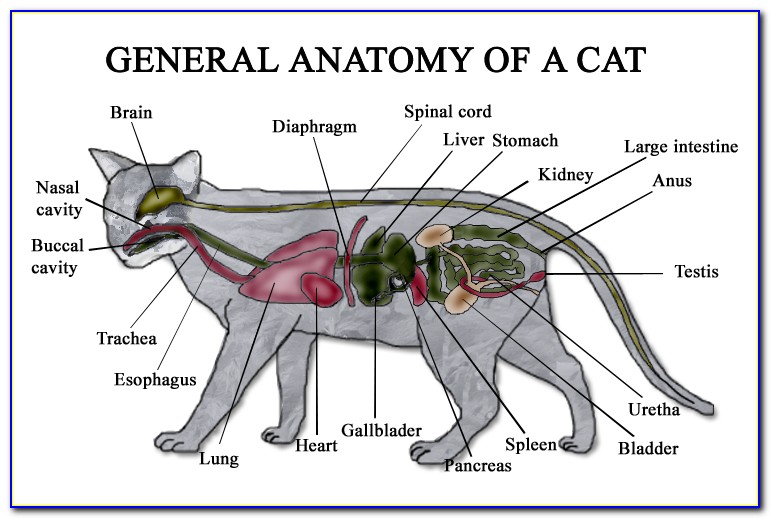 Female Cat Reproductive Anatomy Diagram