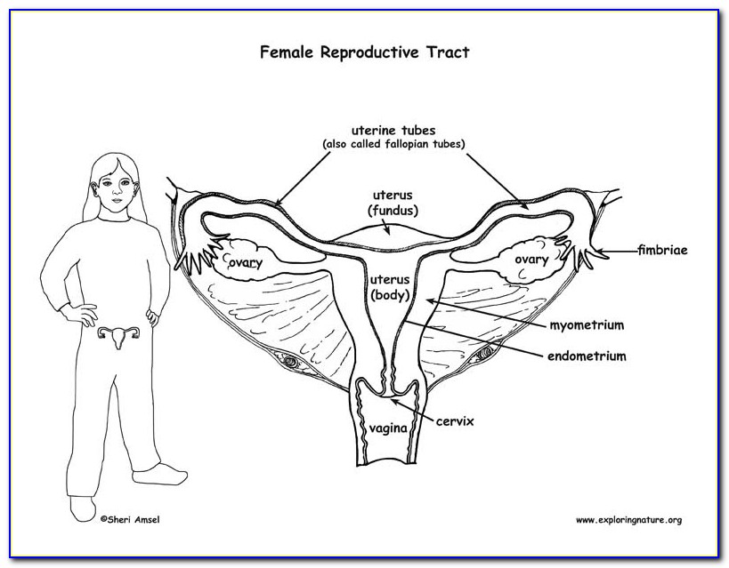 Female Reproductive Anatomy Diagram Quiz