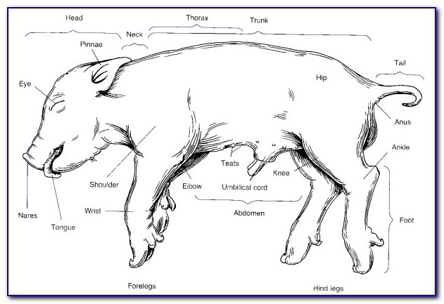 Fetal Pig Anatomy Diagram Labeled
