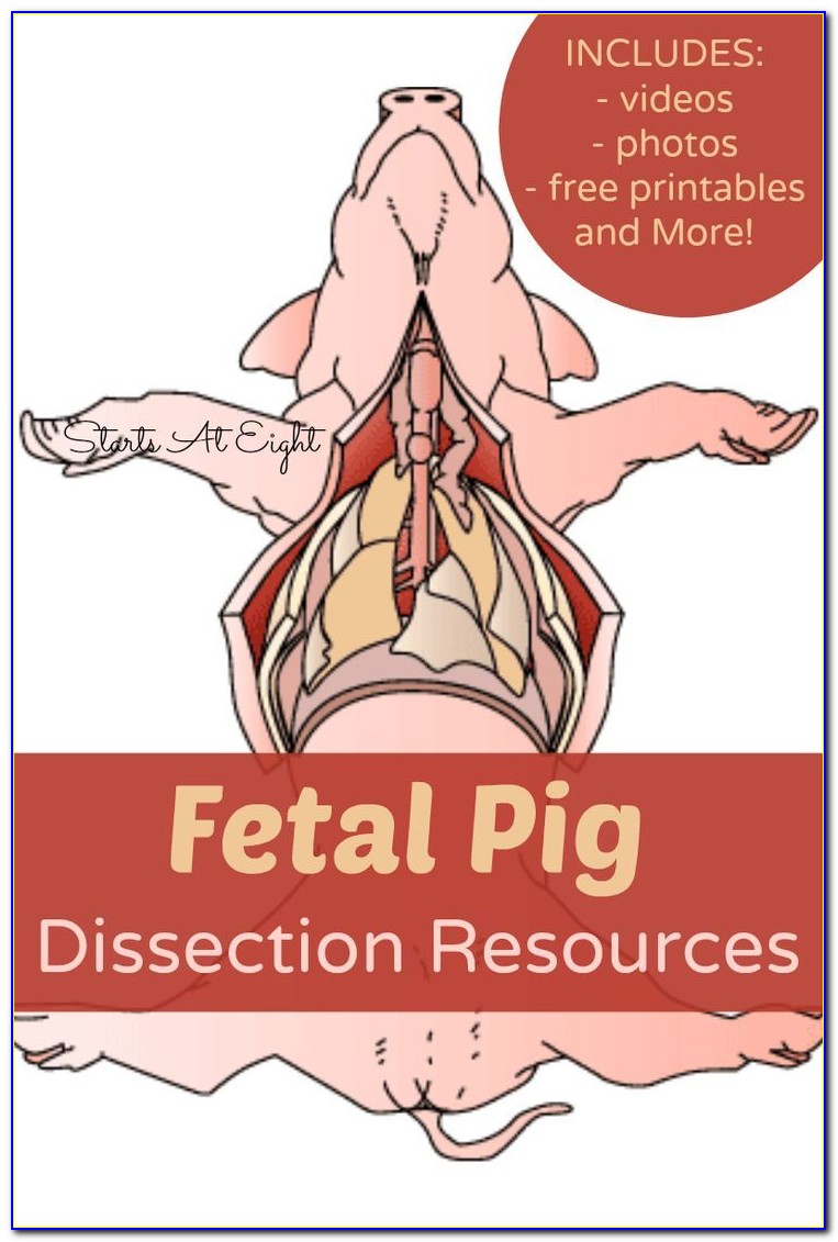 Fetal Pig Diagram External