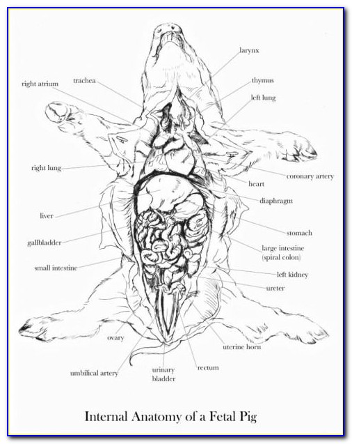 Fetal Pig Dissection Diagram Quiz