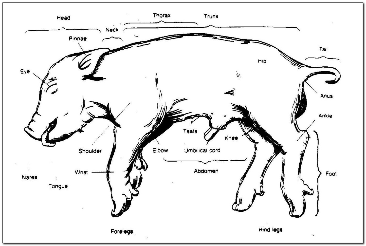 Fetal Pig Dissection Diagram Quizlet