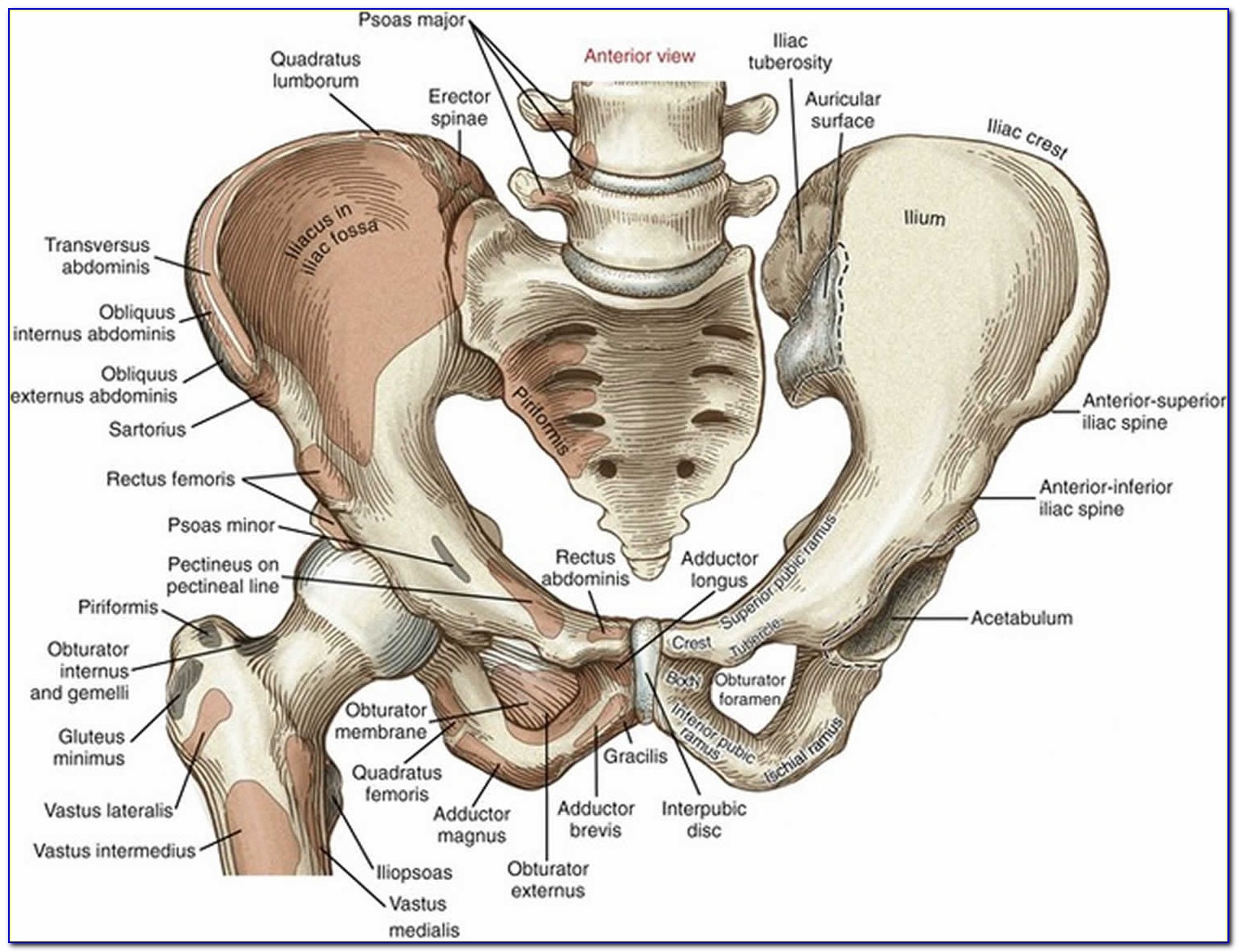 Hip Bone Diagram From Back