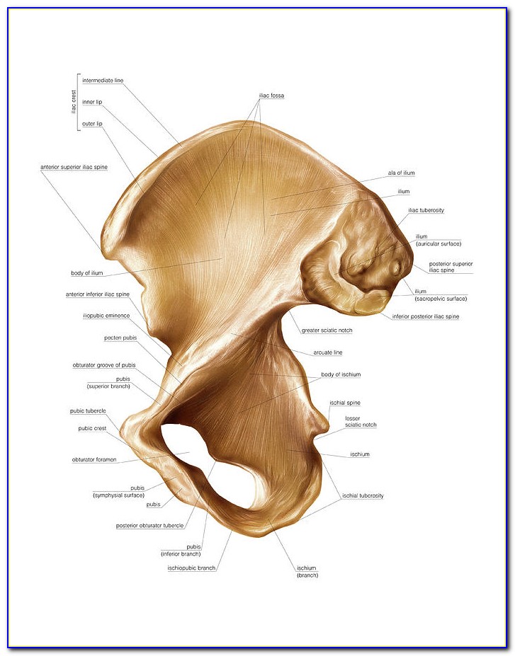 Hip Bone Diagram Unlabeled