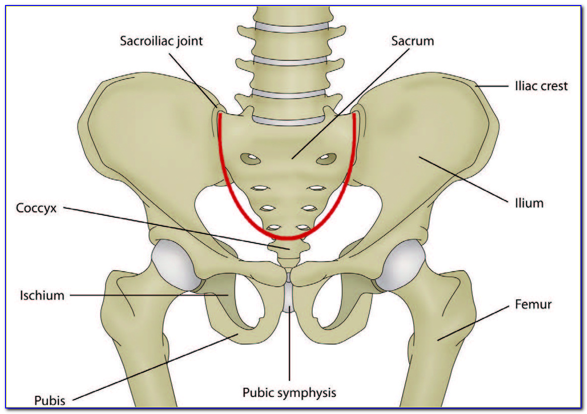 Hip Bone Pain Diagram