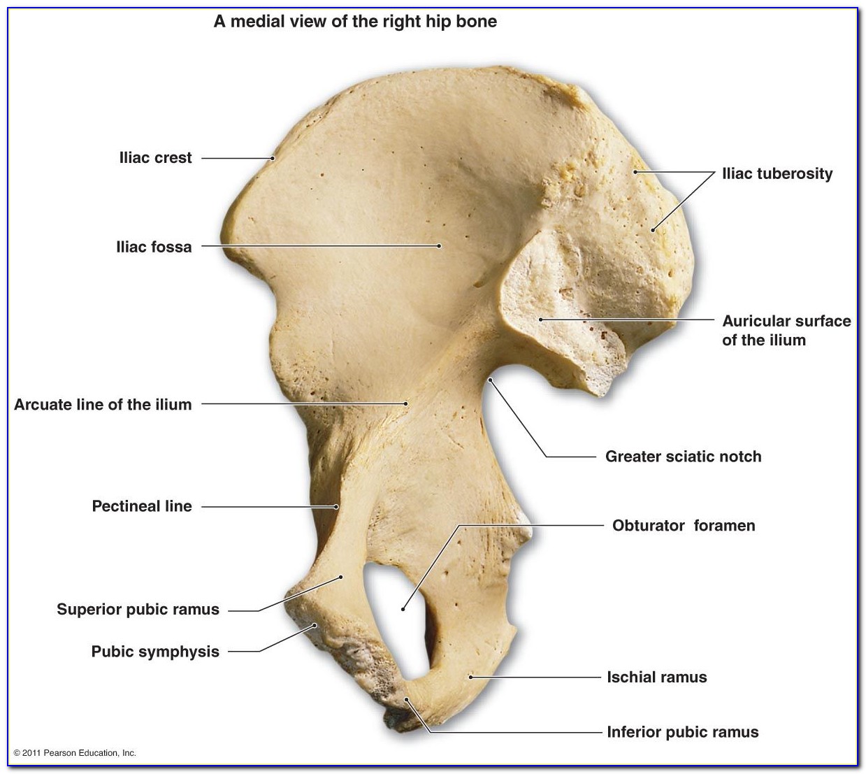 Hip Bone Structure Diagram