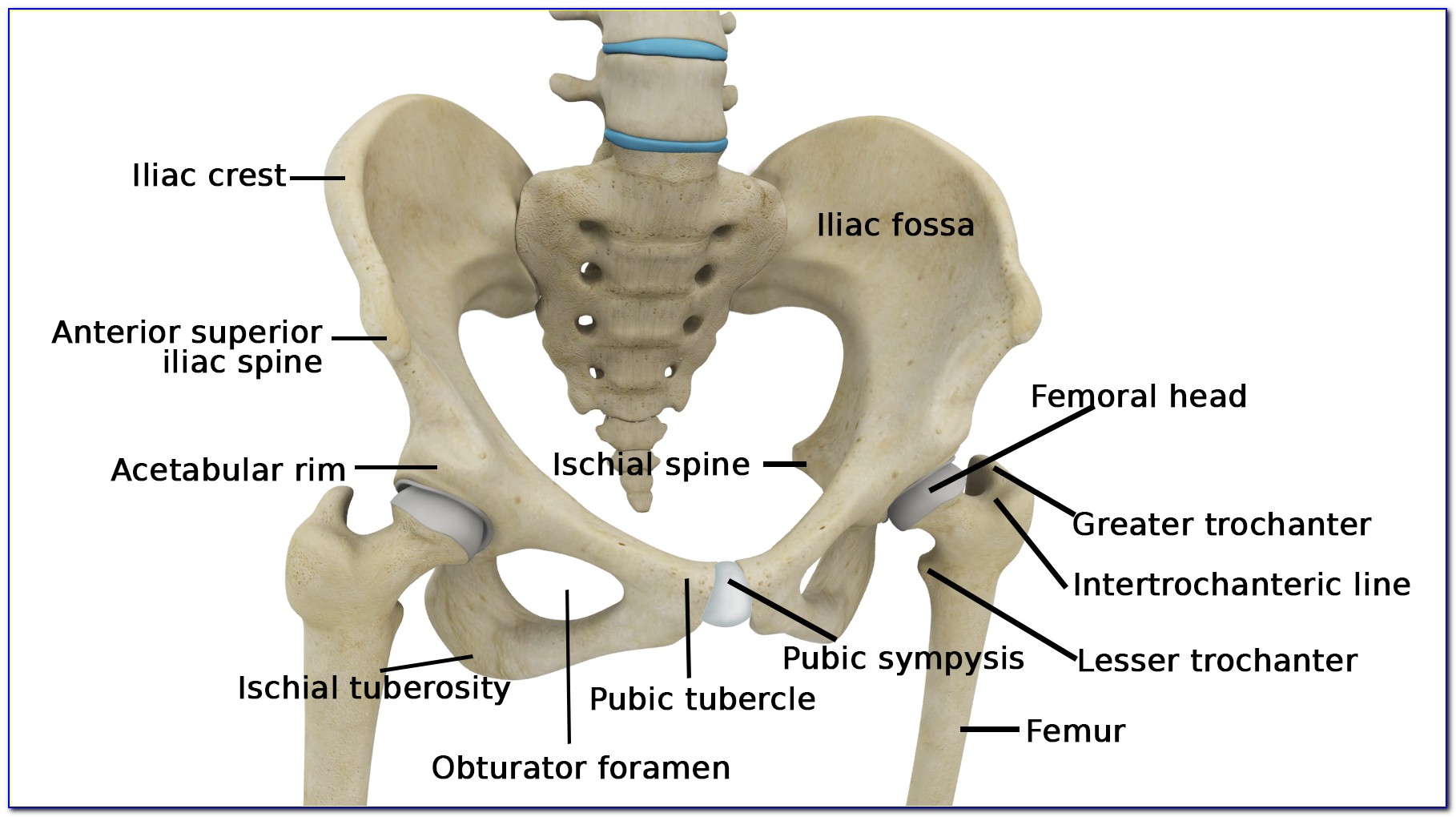 Hip Skeleton Diagram