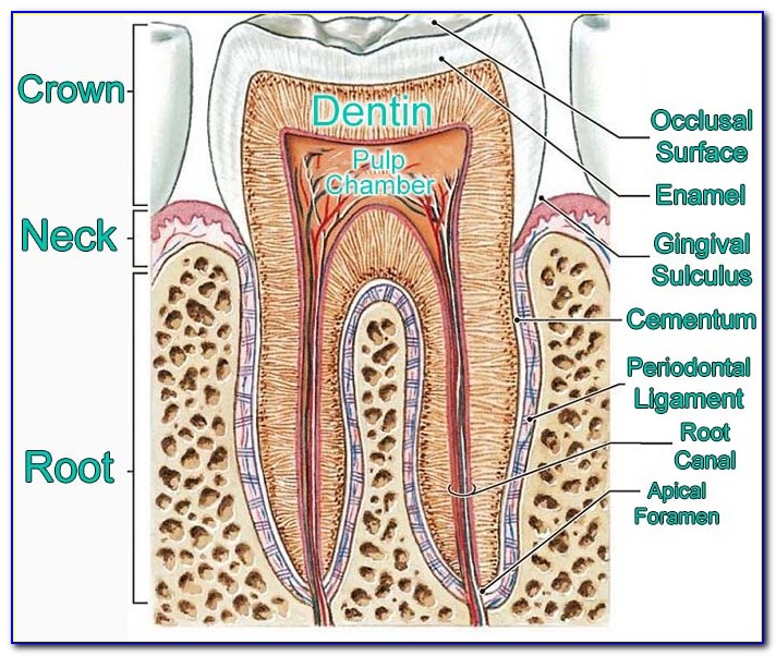 Human Dental Diagram