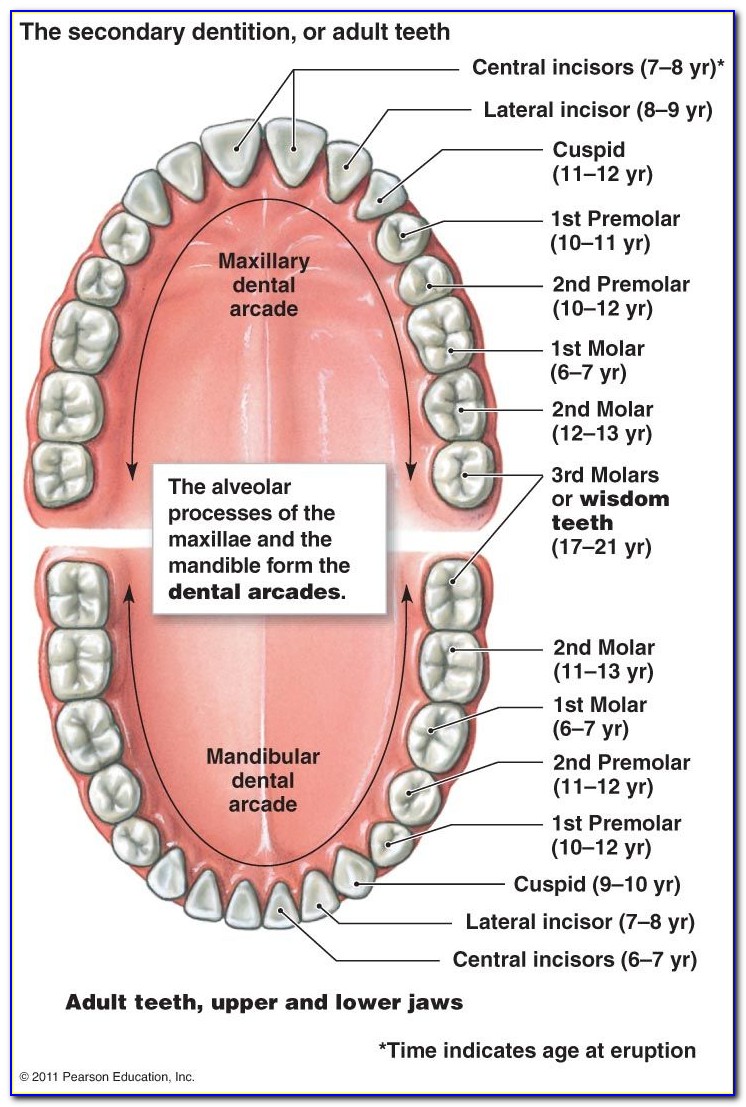 Human Teeth Diagram And Names