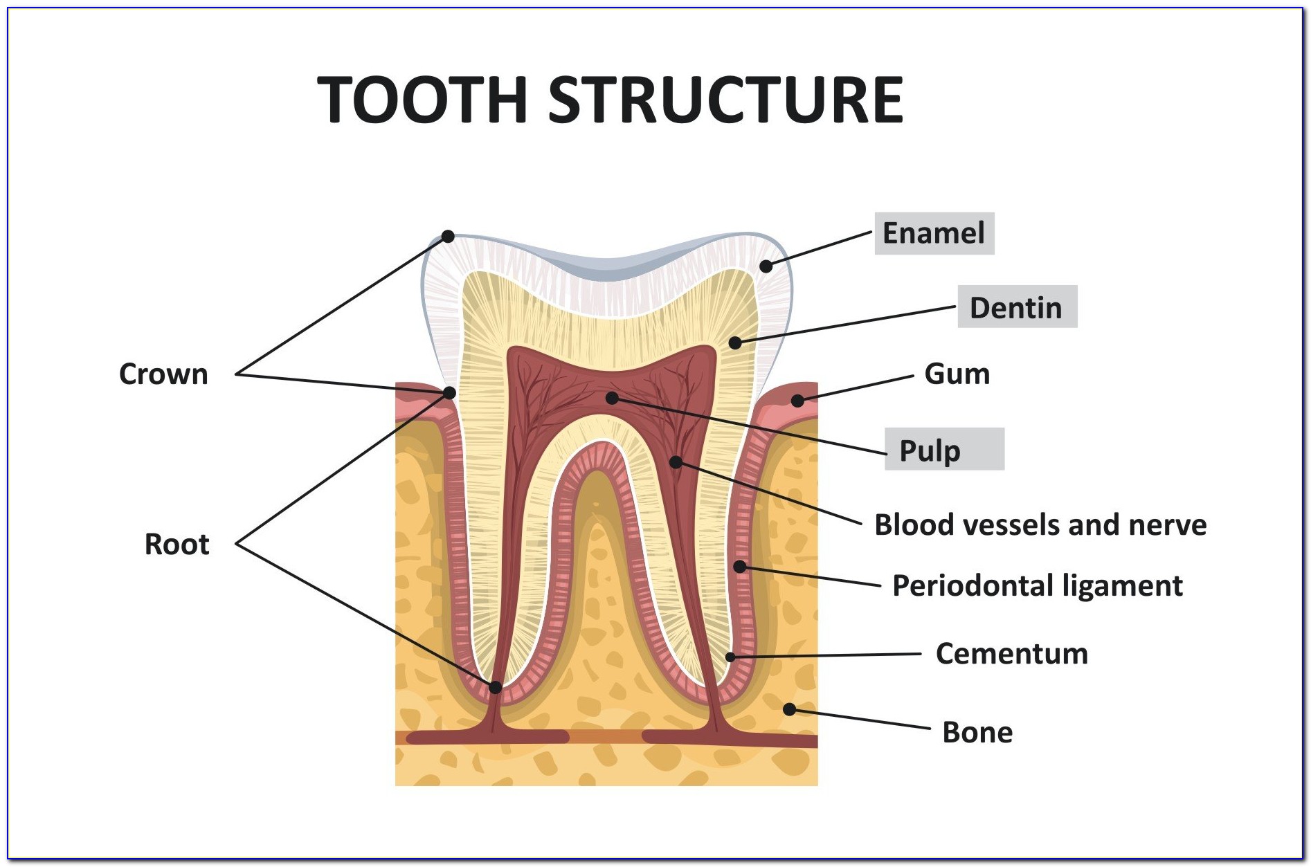 Human Teeth Diagram Different Types