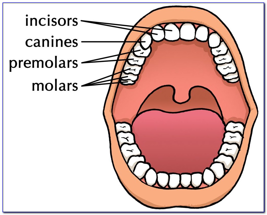 Human Teeth Diagram Ks2