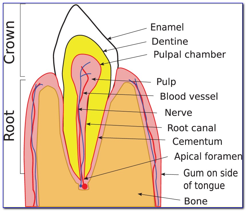 Human Teeth Diagram Uk
