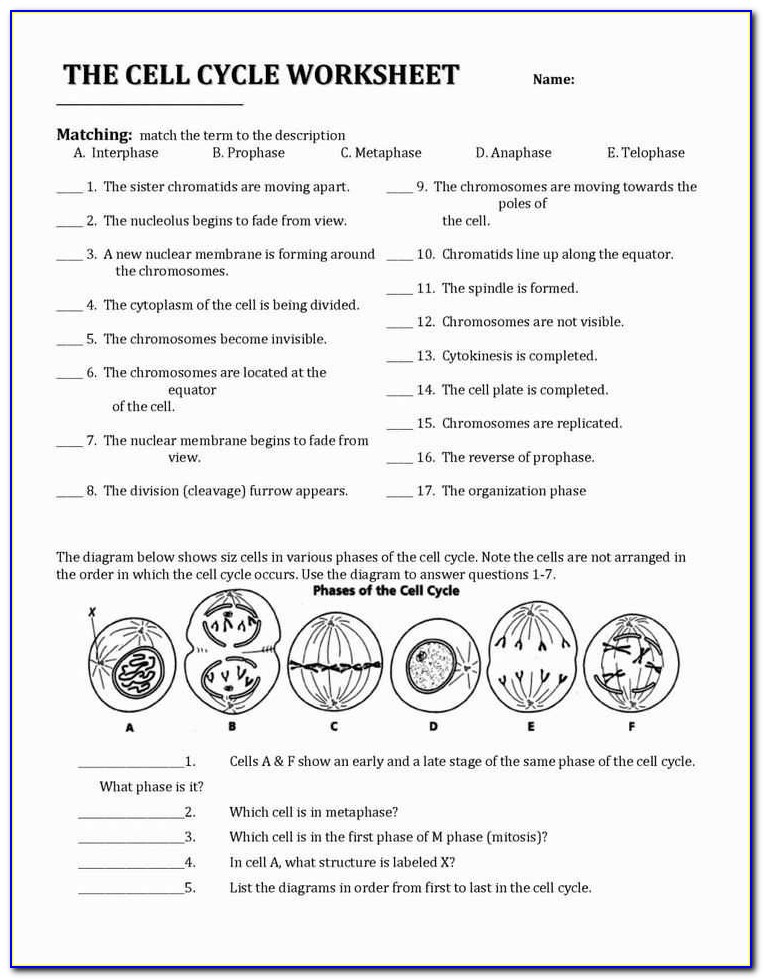 Mitosis Worksheet And Diagram Identification Answer Key Page 2