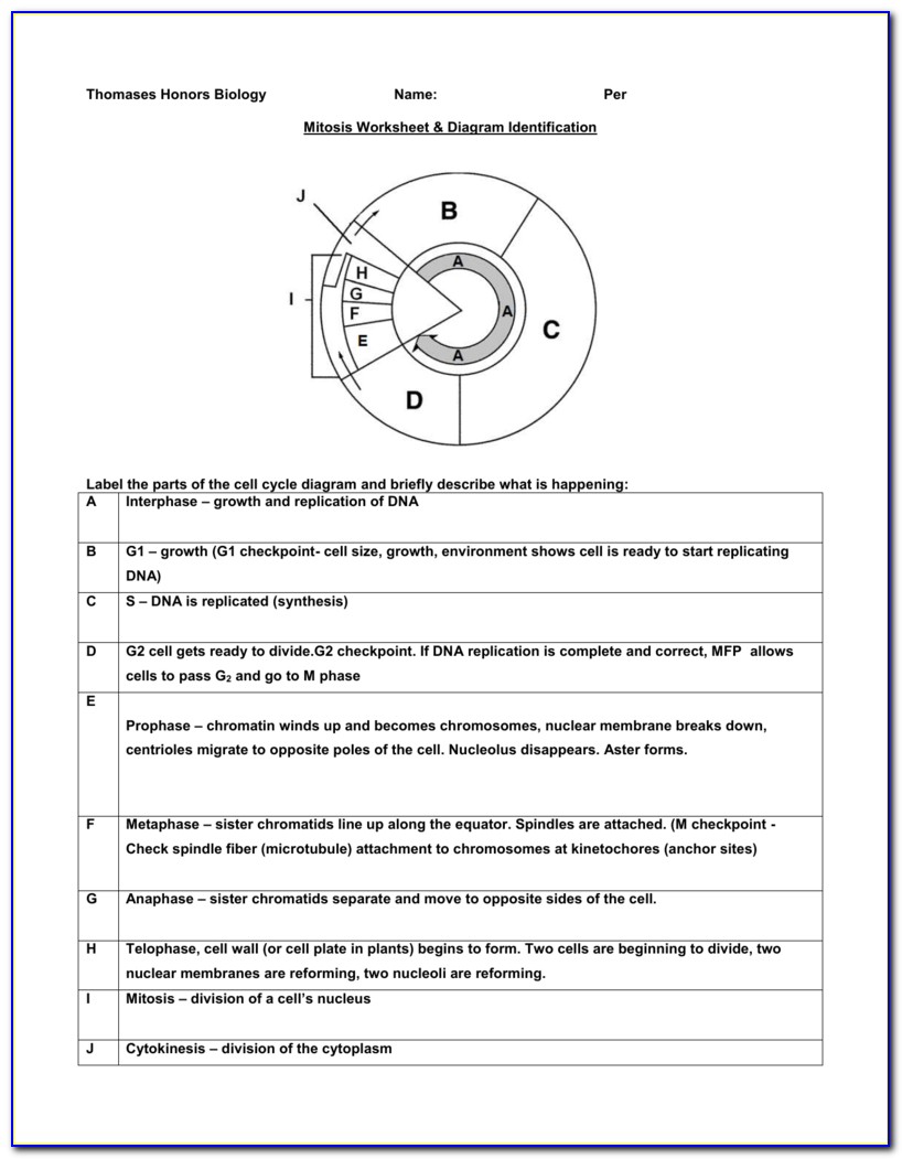 Mitosis Worksheet And Diagram Identification Answer Key