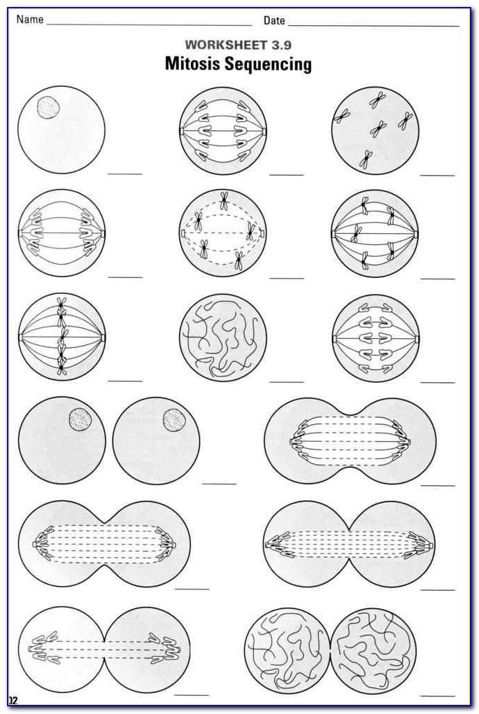 Mitosis Worksheet And Diagram Identification Answer Sheet