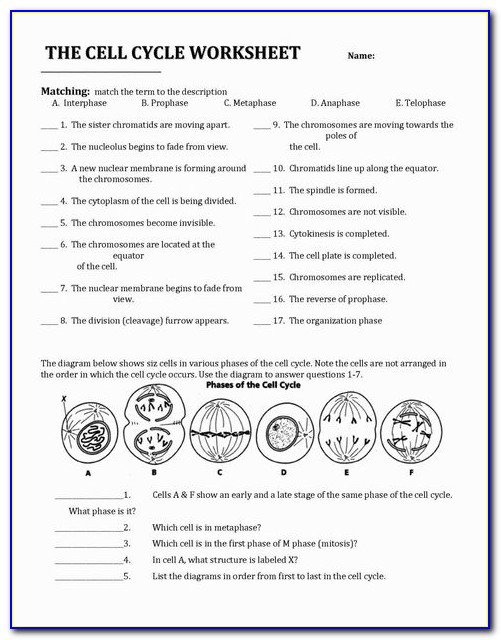 Mitosis Worksheet And Diagram Identification Answers Key