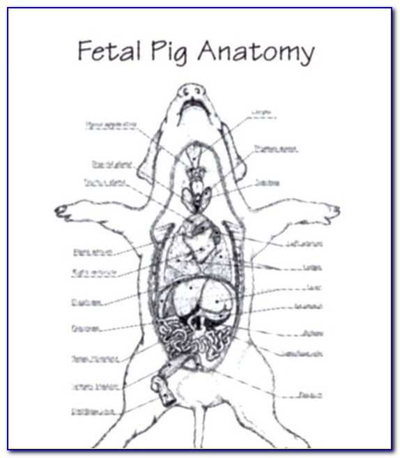 Pig Dissection Diagram Answers