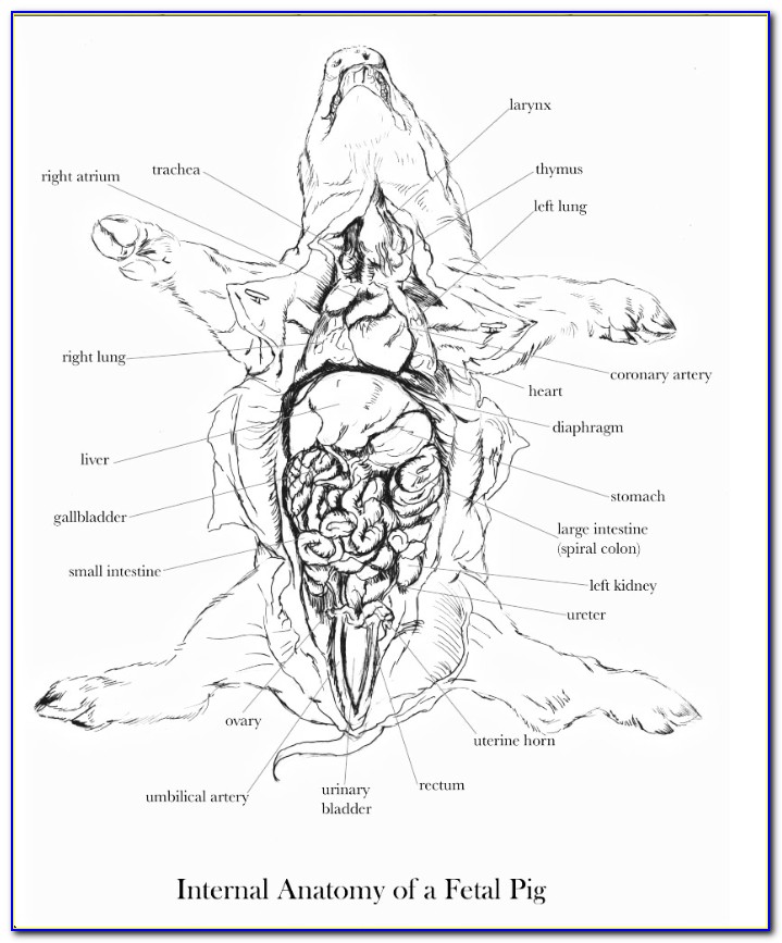 Pig Dissection Diagram Labeled