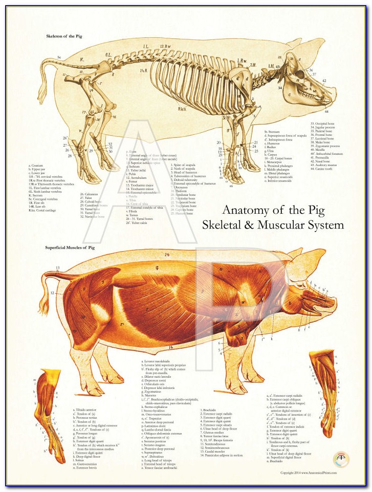 Pig Dissection Organs Labeled