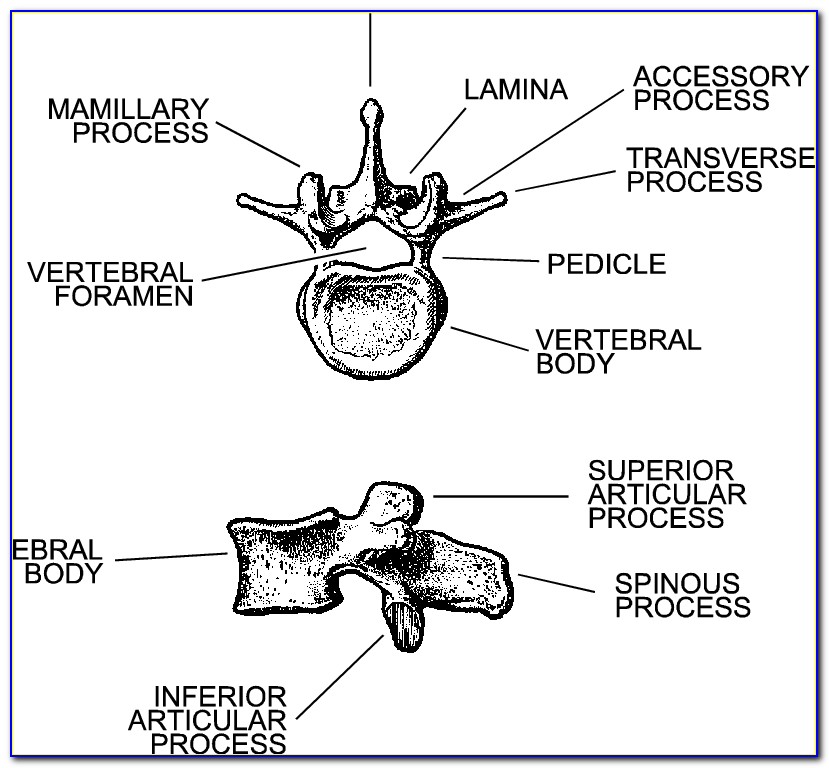 Spinal Vertebrae Diagram