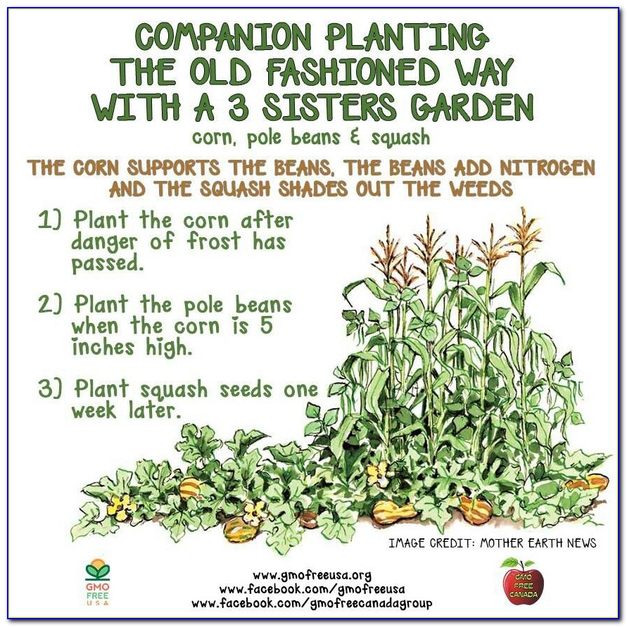 Three Sisters Planting Plan