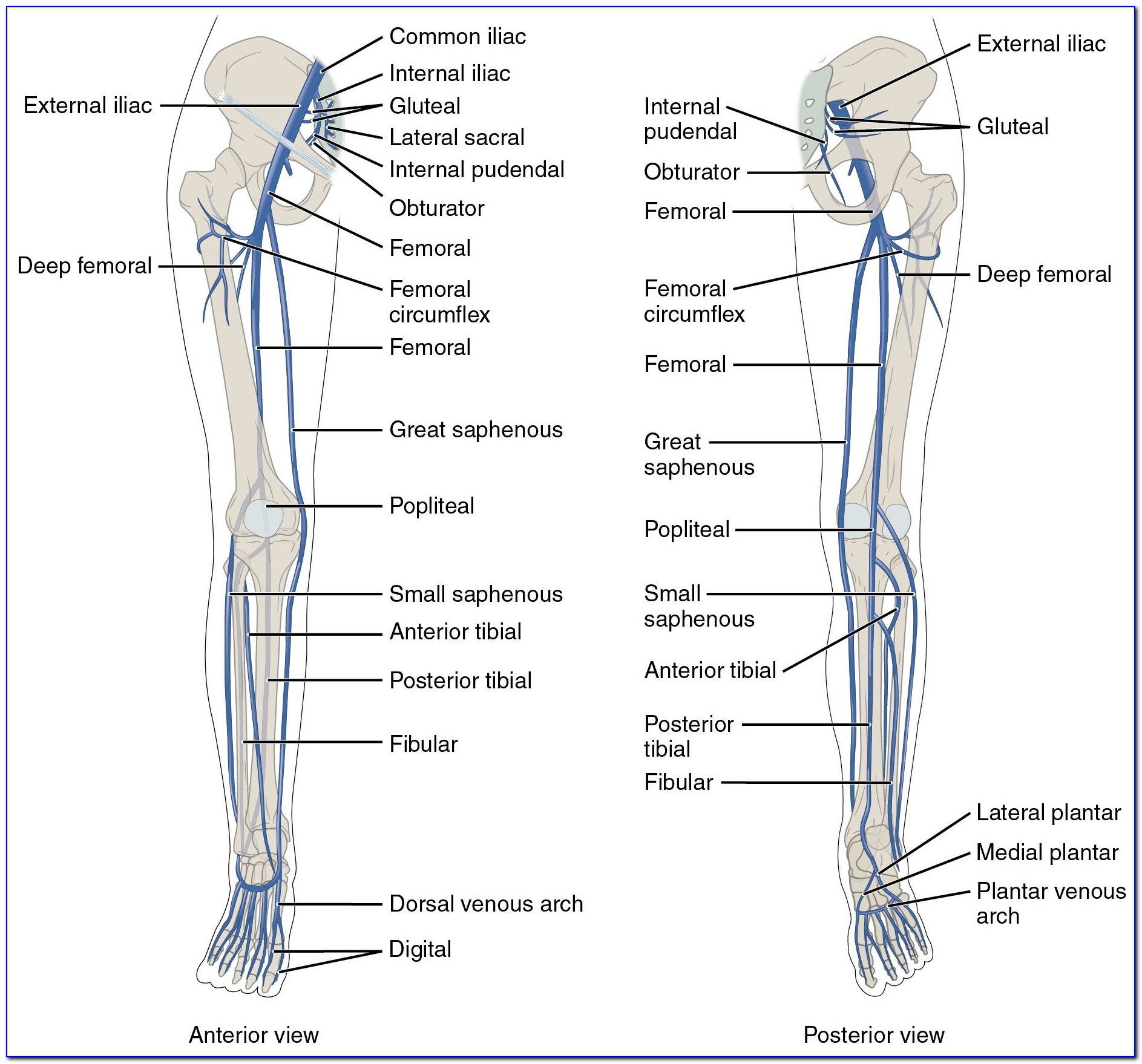 Veins And Arteries Of The Leg Diagram