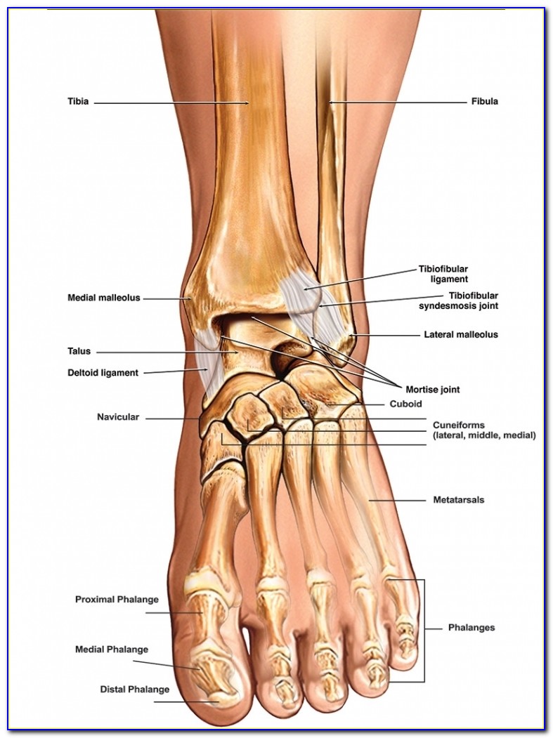 Anatomical Foot Diagram