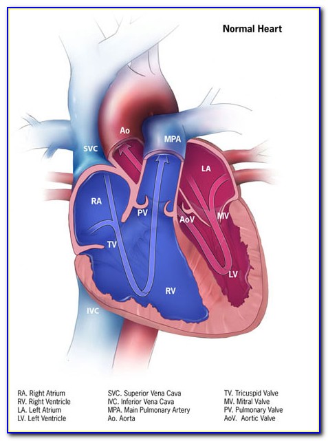 Diagram Of Heart Showing Coronary Arteries
