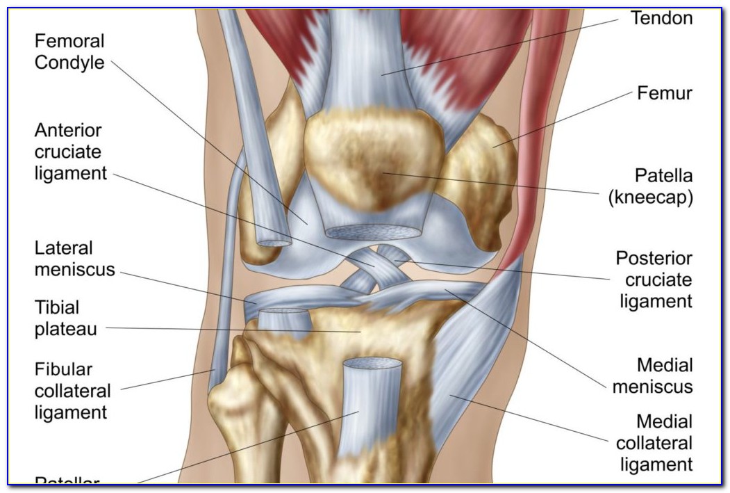Diagram Of The Knee Torn Meniscus