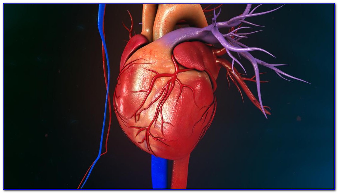 Heart Diagram Labeled Coronary Artery