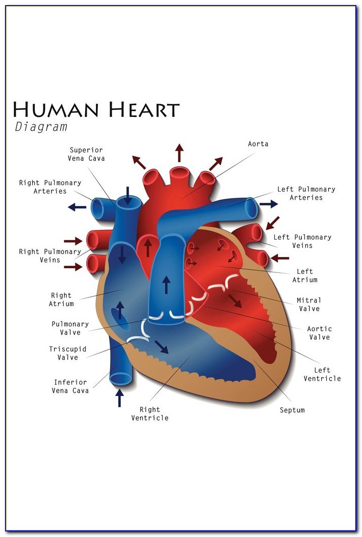 Heart Diagram Left Coronary Artery