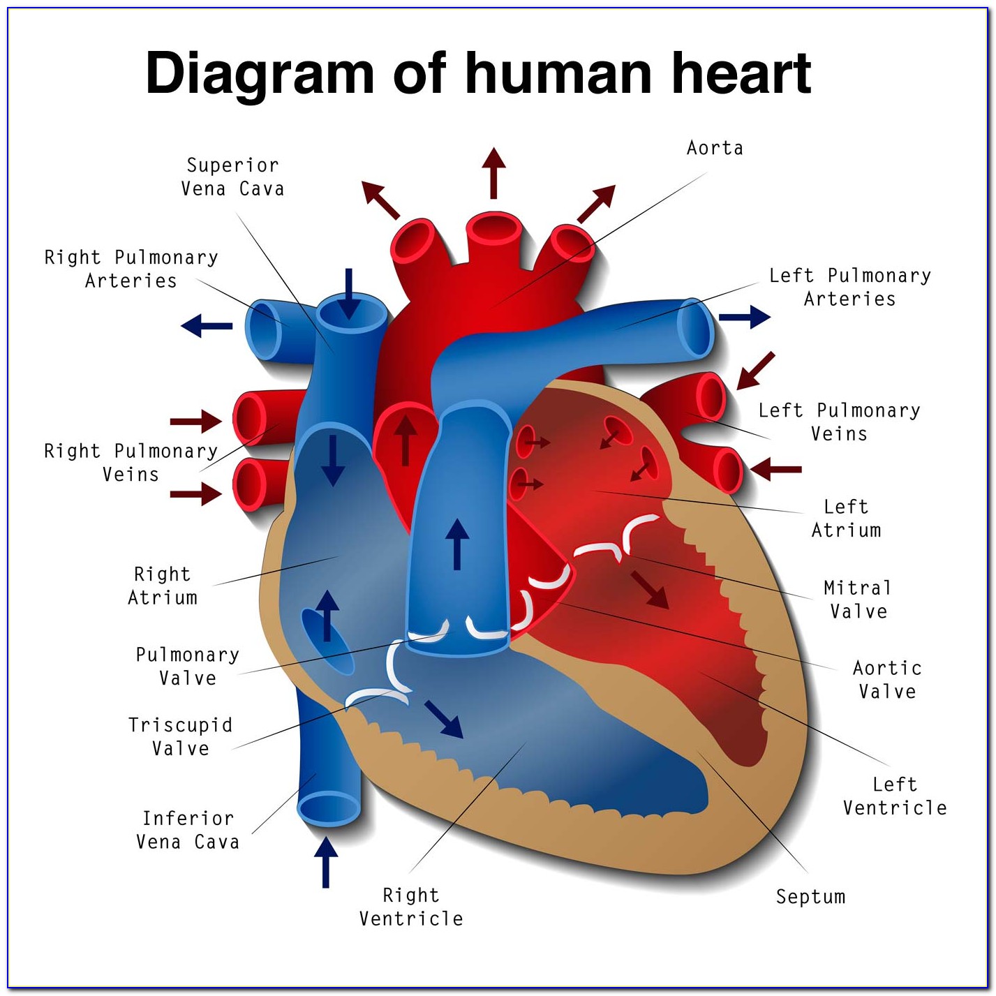 Human Heart Diagram Coronary Arteries