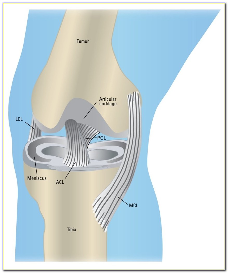 Meniscus Diagram Of The Knee